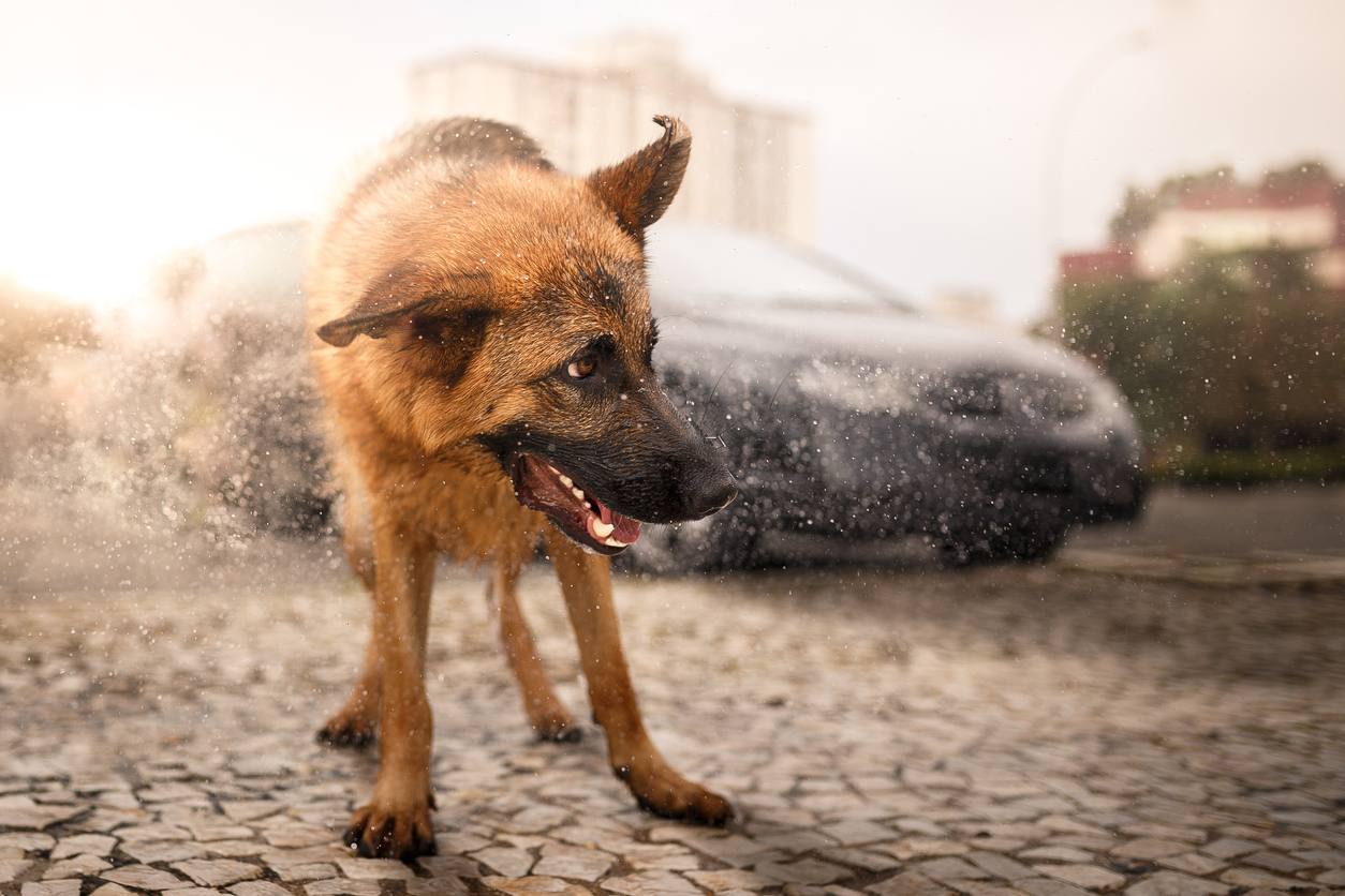 Wet Dog