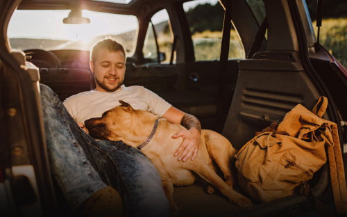 Dog Car Seats and Safety Harnesses