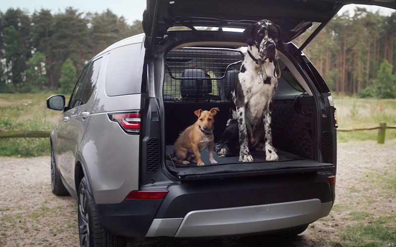 Best Dog Friendly Cars