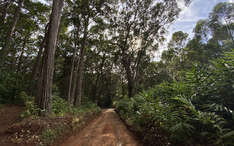 Molokai Forest Reserve Road - alltrails.com
