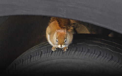 Bugs, Squirrels, Mice: Pest Control in Cars