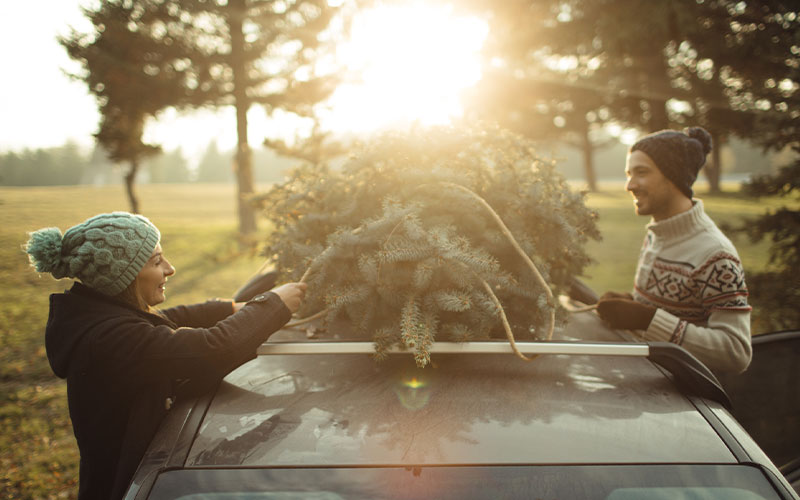 Securing a tree to the top of a car