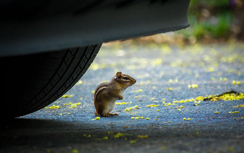 Chipmunk by tire